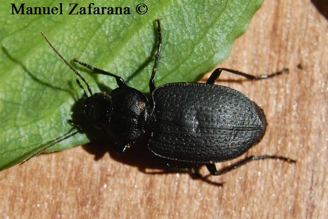 Carabidae da identificare... Licinus punctatulus